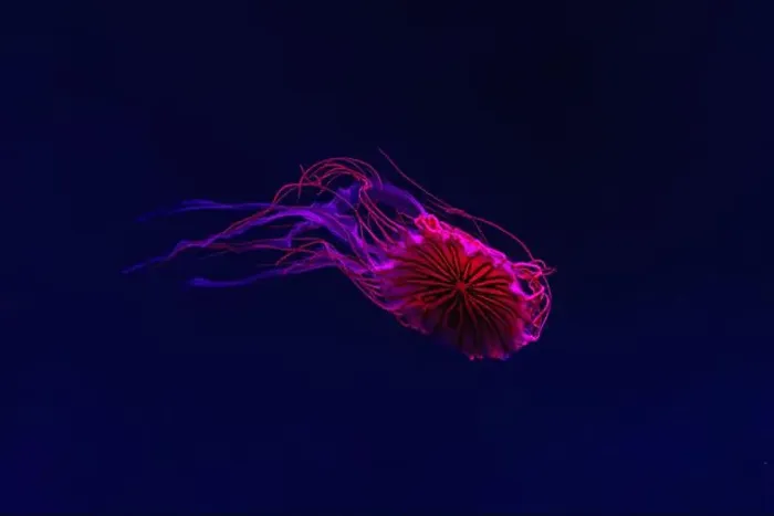 Framed Print : Fluorescent jellyfish swimming underwater aquarium pool with red neon light Framed Print : Fluorescent jellyfish swimming underwater aquarium pool with red neon light