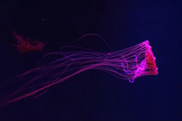 Framed Print : Fluorescent jellyfish swimming underwater aquarium pool with red neon light Framed Print : Fluorescent jellyfish swimming underwater aquarium pool with red neon light