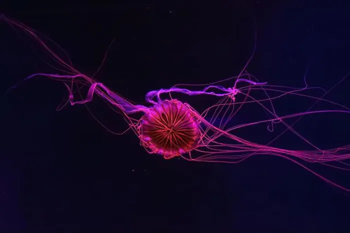 Framed Print : Fluorescent jellyfish swimming underwater aquarium pool with red neon light Framed Print : Fluorescent jellyfish swimming underwater aquarium pool with red neon light
