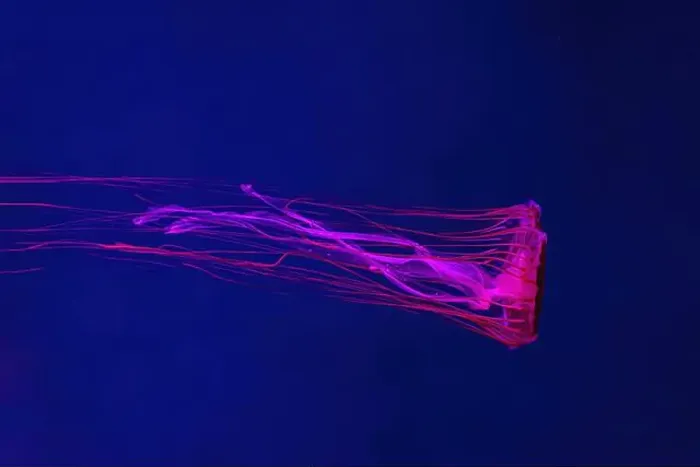Framed Print : Fluorescent jellyfish swimming underwater aquarium pool with red neon light Framed Print : Fluorescent jellyfish swimming underwater aquarium pool with red neon light