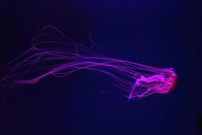Framed Print : Fluorescent jellyfish swimming underwater aquarium pool with red neon light Framed Print : Fluorescent jellyfish swimming underwater aquarium pool with red neon light