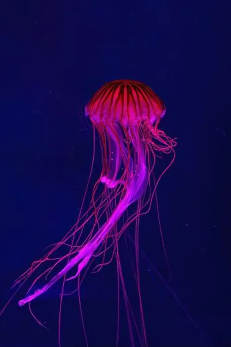 Framed Print : Fluorescent jellyfish swimming underwater aquarium pool with red neon light Framed Print : Fluorescent jellyfish swimming underwater aquarium pool with red neon light