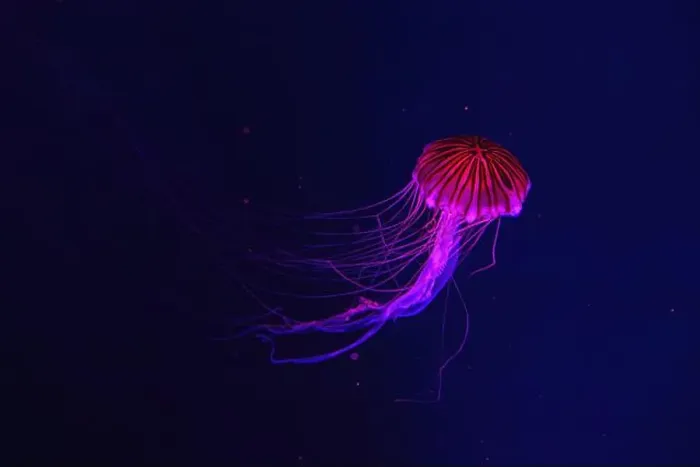 Framed Print : Fluorescent jellyfish swimming underwater aquarium pool with red neon light Framed Print : Fluorescent jellyfish swimming underwater aquarium pool with red neon light