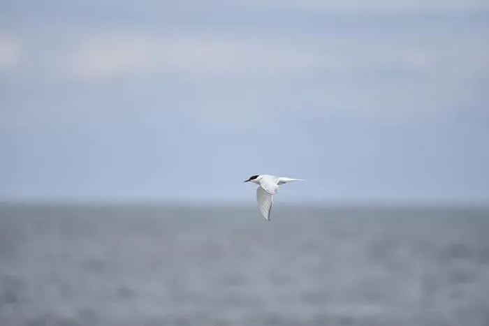 Framed Print : Flying Arctic Tern (Sterna paradisaea) with Wings Down Framed Print : Flying Arctic Tern (Sterna paradisaea) with Wings Down
