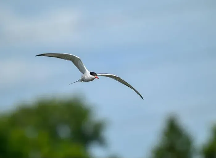 Framed Print : Flying Arctic Tern over wetland Framed Print : Flying Arctic Tern over wetland