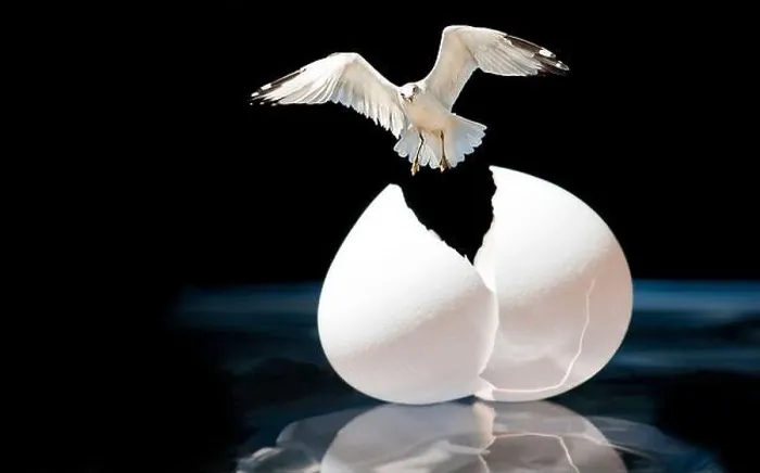 Framed Print : flying bird breaking out of egg Framed Print : flying bird breaking out of egg