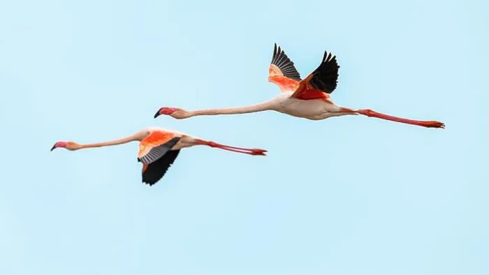 Framed Print : Flying European Greater Flamingo against colorful sky Framed Print : Flying European Greater Flamingo against colorful sky