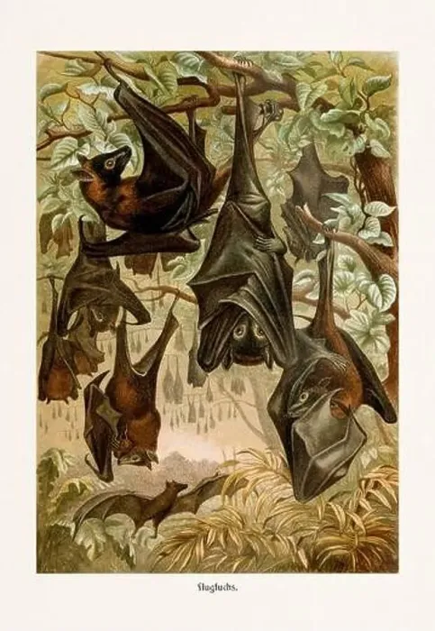 Framed Print : Flying Fox. Cute bat illustration. Antique book illustration by Brehm, Alfred Edmund, 1829-1884 Framed Print : Flying Fox. Cute bat illustration. Antique book illustration by Brehm, Alfred Edmund, 1829-1884