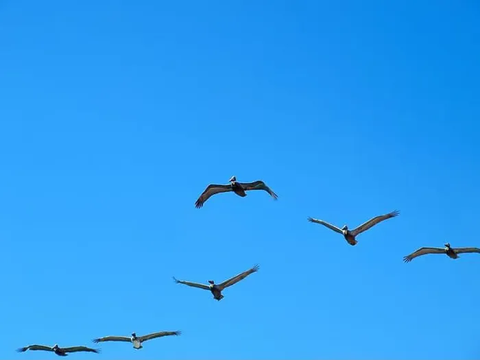 Framed Print : Flying pelicans in a beautiful day. Spring in South Florida Framed Print : Flying pelicans in a beautiful day. Spring in South Florida
