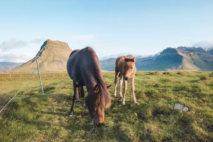 Framed Print : Foal and its mother are grazing together on an Icelandic meadow with a backdrop of large mountains formed from lava Framed Print : Foal and its mother are grazing together on an Icelandic meadow with a backdrop of large mountains formed from lava