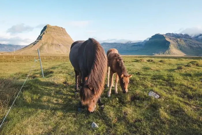 Framed Print : Foal and its mother are grazing together on an Icelandic meadow with a backdrop of large mountains formed from lava Framed Print : Foal and its mother are grazing together on an Icelandic meadow with a backdrop of large mountains formed from lava
