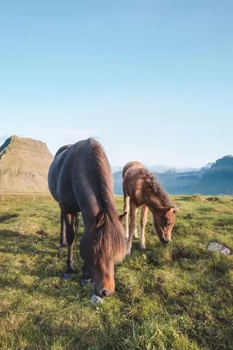 Framed Print : Foal and its mother are grazing together on an Icelandic meadow with a backdrop of large mountains formed from lava Framed Print : Foal and its mother are grazing together on an Icelandic meadow with a backdrop of large mountains formed from lava