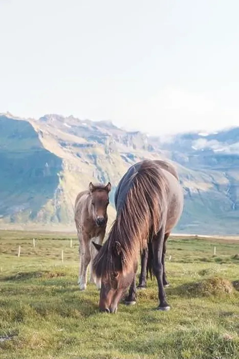 Framed Print : Foal and its mother are grazing together on an Icelandic meadow with a Kirkjufell in the background formed from lava Framed Print : Foal and its mother are grazing together on an Icelandic meadow with a Kirkjufell in the background formed from lava