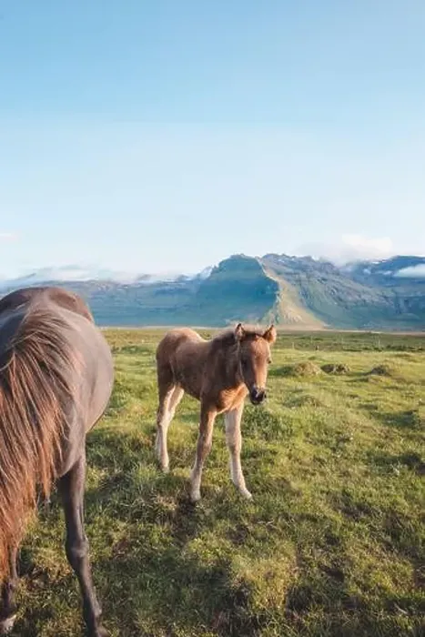 Framed Print : Foal and its mother are grazing together on an Icelandic meadow with a Kirkjufell in the background formed from lava Framed Print : Foal and its mother are grazing together on an Icelandic meadow with a Kirkjufell in the background formed from lava