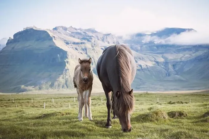Framed Print : Foal and its mother are grazing together on an Icelandic meadow with a Kirkjufell in the background formed from lava Framed Print : Foal and its mother are grazing together on an Icelandic meadow with a Kirkjufell in the background formed from lava