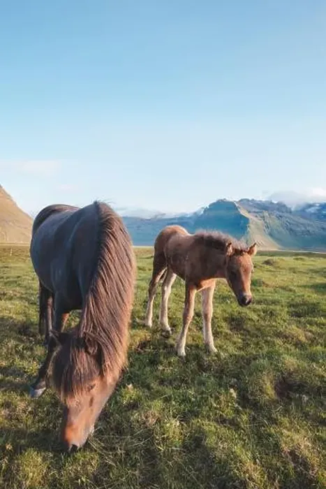 Framed Print : Foal and its mother are grazing together on an Icelandic meadow with a Kirkjufell in the background formed from lava Framed Print : Foal and its mother are grazing together on an Icelandic meadow with a Kirkjufell in the background formed from lava