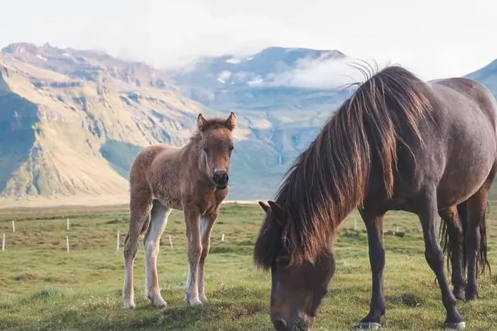 Framed Print : Foal and its mother are grazing together on an Icelandic meadow with a Kirkjufell in the background formed from lava Framed Print : Foal and its mother are grazing together on an Icelandic meadow with a Kirkjufell in the background formed from lava