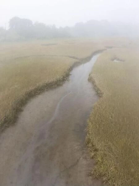 Fog drifts over an extensive salt marsh in Pleasant Bay, Cape Cod, Massachusetts. This type of habitat is vital feeding grounds for migrating