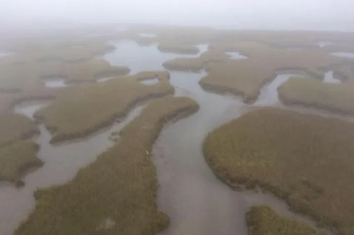 Framed Print : Fog drifts over an extensive salt marsh in Pleasant Bay, Cape Cod, Massachusetts. This type of habitat is vital feeding grounds for migrating Framed Print : Fog drifts over an extensive salt marsh in Pleasant Bay, Cape Cod, Massachusetts. This type of habitat is vital feeding grounds for migrating