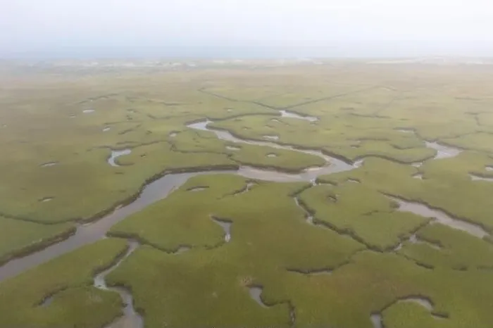 Framed Print : Fog drifts over an extensive salt marsh in Pleasant Bay, Cape Cod, Massachusetts. This type of wetland habitat is vital feeding grounds for wildlife Framed Print : Fog drifts over an extensive salt marsh in Pleasant Bay, Cape Cod, Massachusetts. This type of wetland habitat is vital feeding grounds for wildlife
