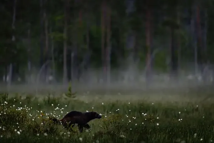 Framed Print : Fog morning with wolverine. Finland wildlife