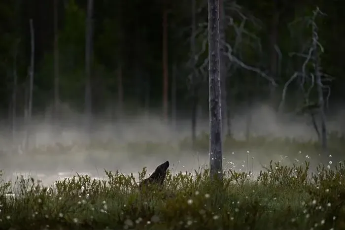 Framed Print : Fog morning with wolverine. Finland wildlife