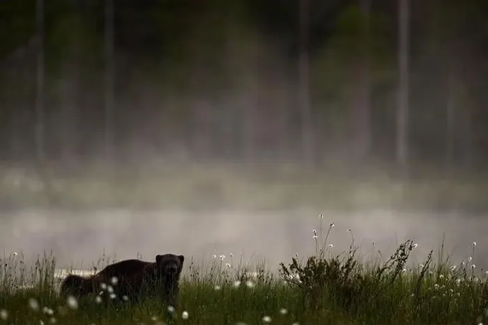 Framed Print : Fog morning with wolverine. Finland wildlife Framed Print : Fog morning with wolverine. Finland wildlife