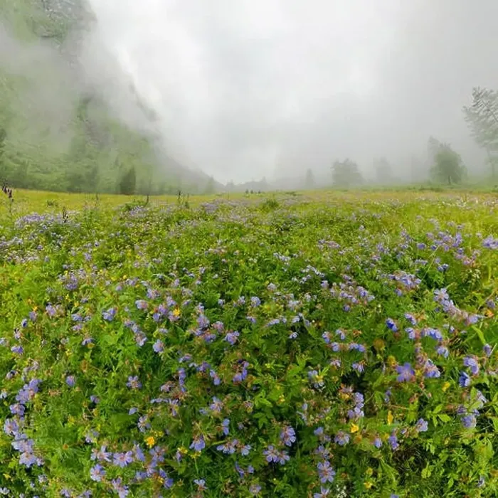 Framed Print : Fogy field of blue flover on a cloudy day Framed Print : Fogy field of blue flover on a cloudy day