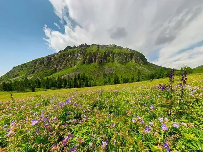 Framed Print : Fogy field of blue flover on a cloudy day. Wide panorama Framed Print : Fogy field of blue flover on a cloudy day. Wide panorama