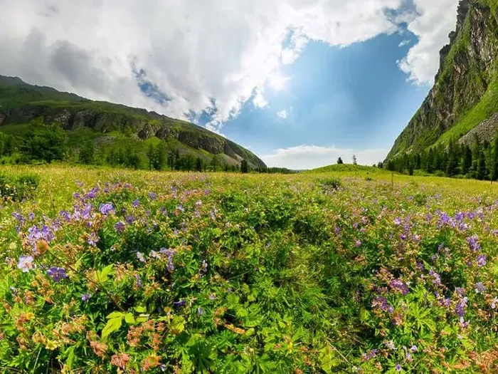 Framed Print : Fogy field of blue flover on a cloudy day. Wide panorama Framed Print : Fogy field of blue flover on a cloudy day. Wide panorama