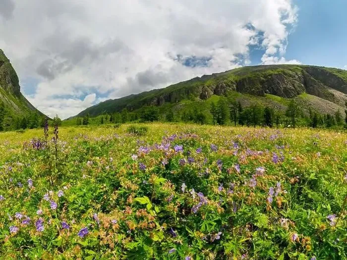 Framed Print : Fogy field of blue flover on a cloudy day. Wide panorama Framed Print : Fogy field of blue flover on a cloudy day. Wide panorama