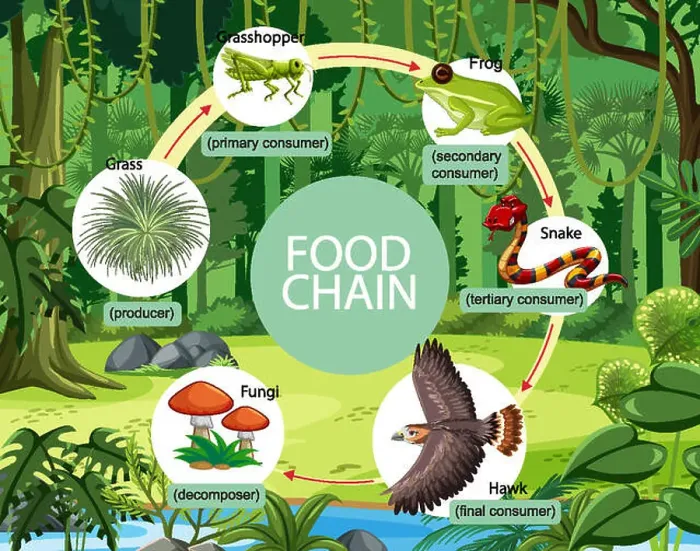 Framed Print : Food chain diagram concept on forest background Framed Print : Food chain diagram concept on forest background