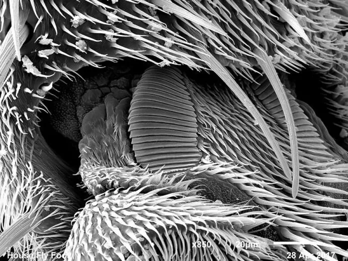 Framed Print : Foot of house fly (Muscidae) imaged in a scanning electron microscope, B&W full frame Framed Print : Foot of house fly (Muscidae) imaged in a scanning electron microscope, B&W full frame