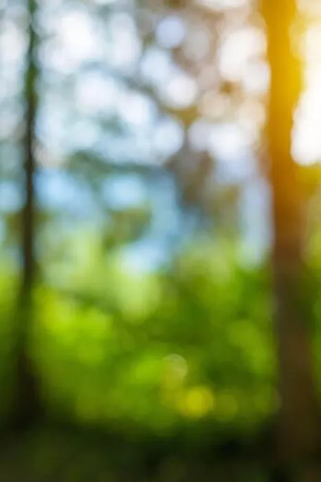 Framed Print : Forest blur bokeh background, abstract defocussed image of trees