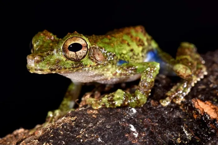 Framed Print : Forest Bromeliad Treefrog, Osteocephalus cabrerai