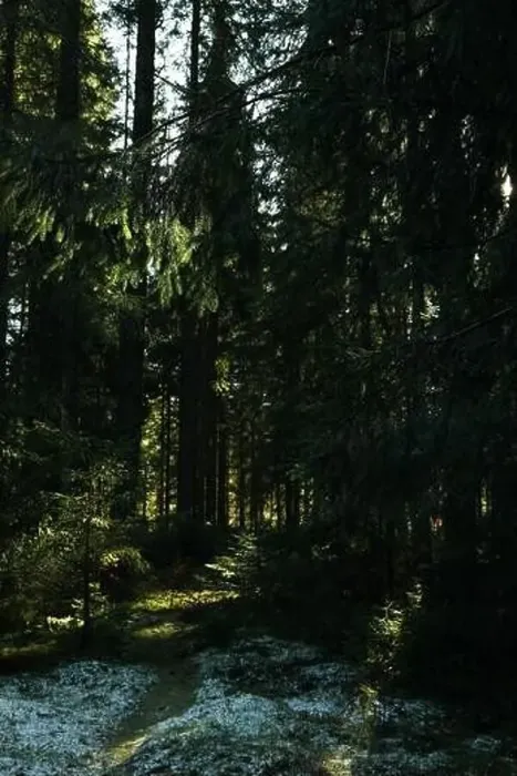 Framed Print : Forest in Carpathian mountains in autumn day with snow Framed Print : Forest in Carpathian mountains in autumn day with snow