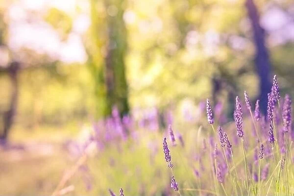 Forest and field with french lavender. Nature sunset, blooming lavender flowers and meadow with bright peaceful blurred natural landscape