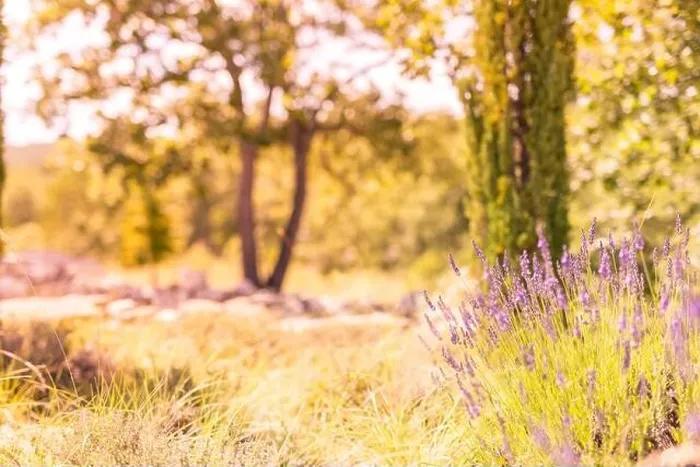 Framed Print : Forest and field with french lavender. Nature sunset, blooming lavender flowers and meadow with bright peaceful blurred natural landscape Framed Print : Forest and field with french lavender. Nature sunset, blooming lavender flowers and meadow with bright peaceful blurred natural landscape
