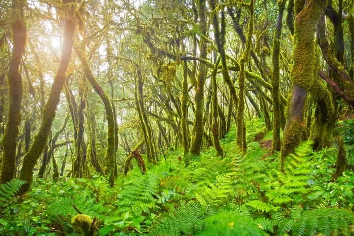 Framed Print : Forest at Garajonay National Park, La Gomera, Canary Islands, Spain Framed Print : Forest at Garajonay National Park, La Gomera, Canary Islands, Spain
