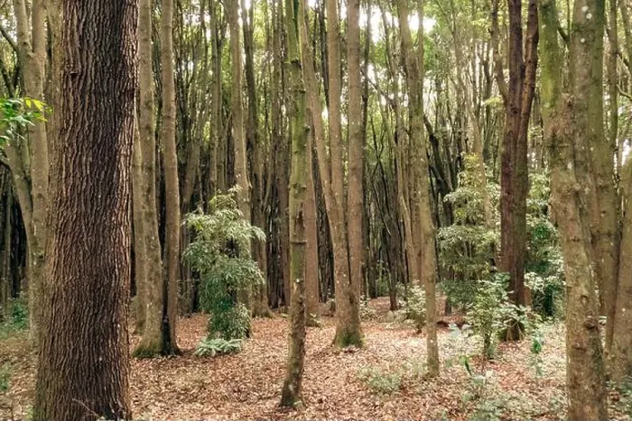 Framed Print : A forest of Japanese camphor trees - Cinnamomum camphora at Magamba Nature Forest Reserves in Usambara Mountains in Framed Print : A forest of Japanese camphor trees - Cinnamomum camphora at Magamba Nature Forest Reserves in Usambara Mountains in