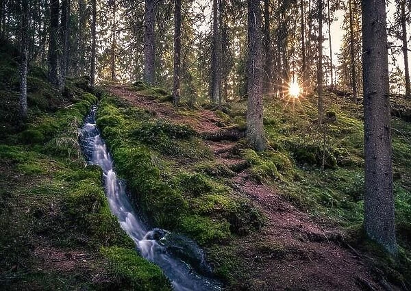 Forest landscape with idyllic stream and path at evening light in National Park Finland