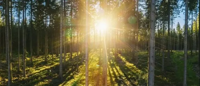 Framed Print : Forest panorama with sunsetlight - aerial drone shot Framed Print : Forest panorama with sunsetlight - aerial drone shot