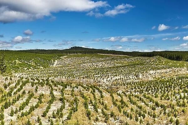 Forest plantation with new seedlings, forestry in New Zealand