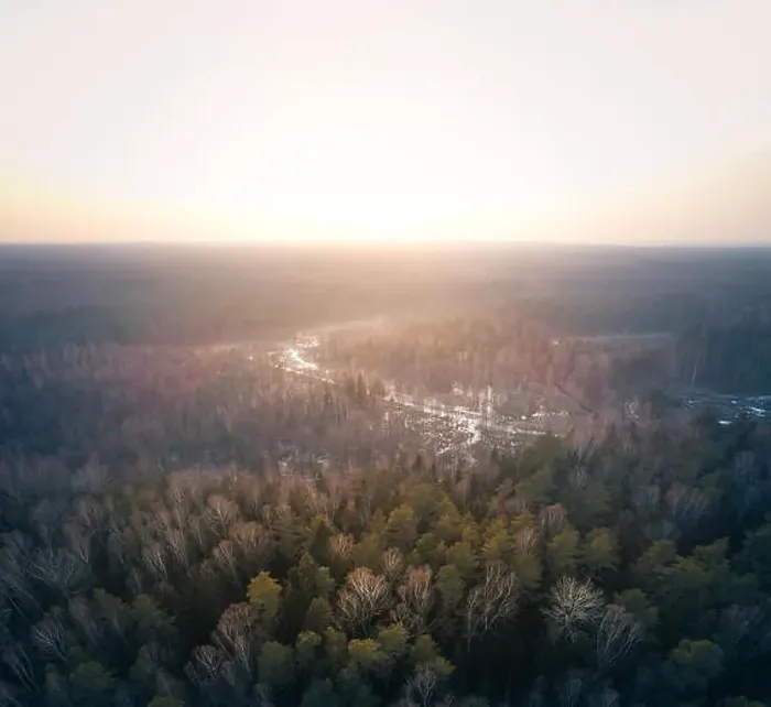 Framed Print : Forest Swamp, Aerial View
