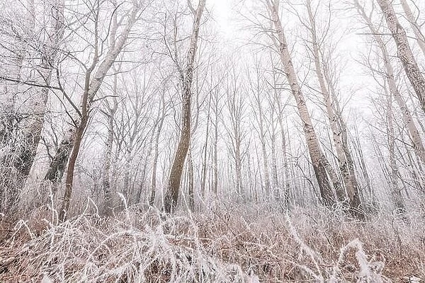 Forest trees covered with snow on frosty evening. Beautiful winter panorama. Landscape of spooky winter forest covered by mist, wide angle view