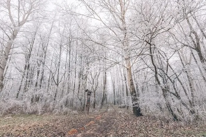 Framed Print : Forest trees covered with snow on frosty evening. Beautiful winter panorama. Landscape of spooky winter forest covered by mist, wide angle view Framed Print : Forest trees covered with snow on frosty evening. Beautiful winter panorama. Landscape of spooky winter forest covered by mist, wide angle view