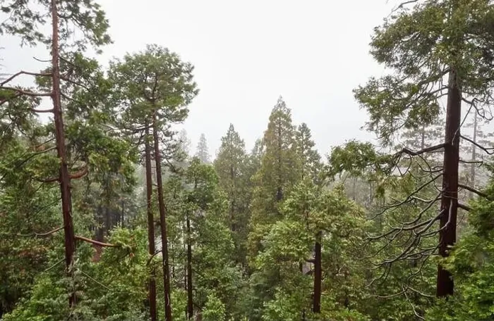 Framed Print : Forest trees scene from treetops Framed Print : Forest trees scene from treetops
