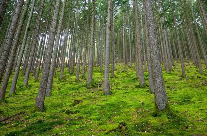 Framed Print : Forest, trunks of fir trees, summer woodland in Germany, green moss, climate and environmental issues Framed Print : Forest, trunks of fir trees, summer woodland in Germany, green moss, climate and environmental issues