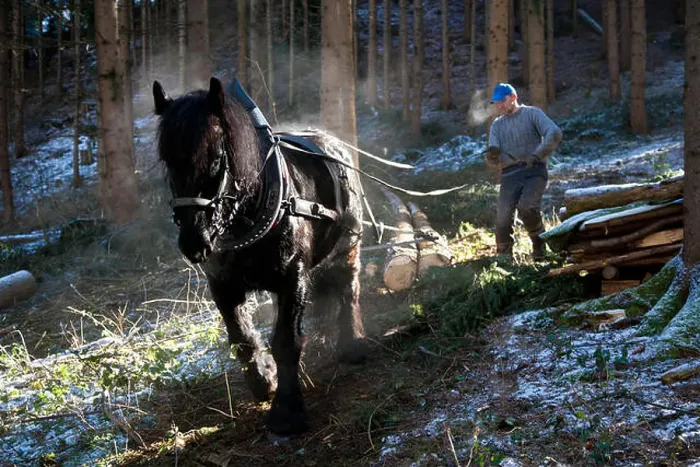 Framed Print : Forest worker and logging horse doing forest work, Volders, Tyrol, Austria Framed Print : Forest worker and logging horse doing forest work, Volders, Tyrol, Austria