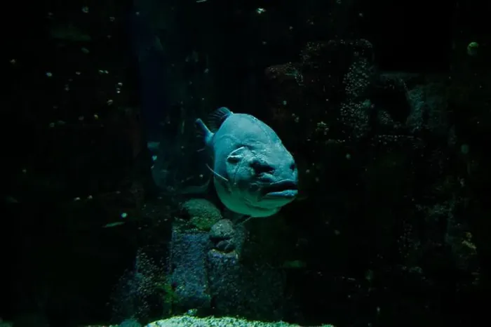Framed Print : A formidable grouper emerges from the shadowy recesses of its tank at the Lisbon Oceanarium Framed Print : A formidable grouper emerges from the shadowy recesses of its tank at the Lisbon Oceanarium